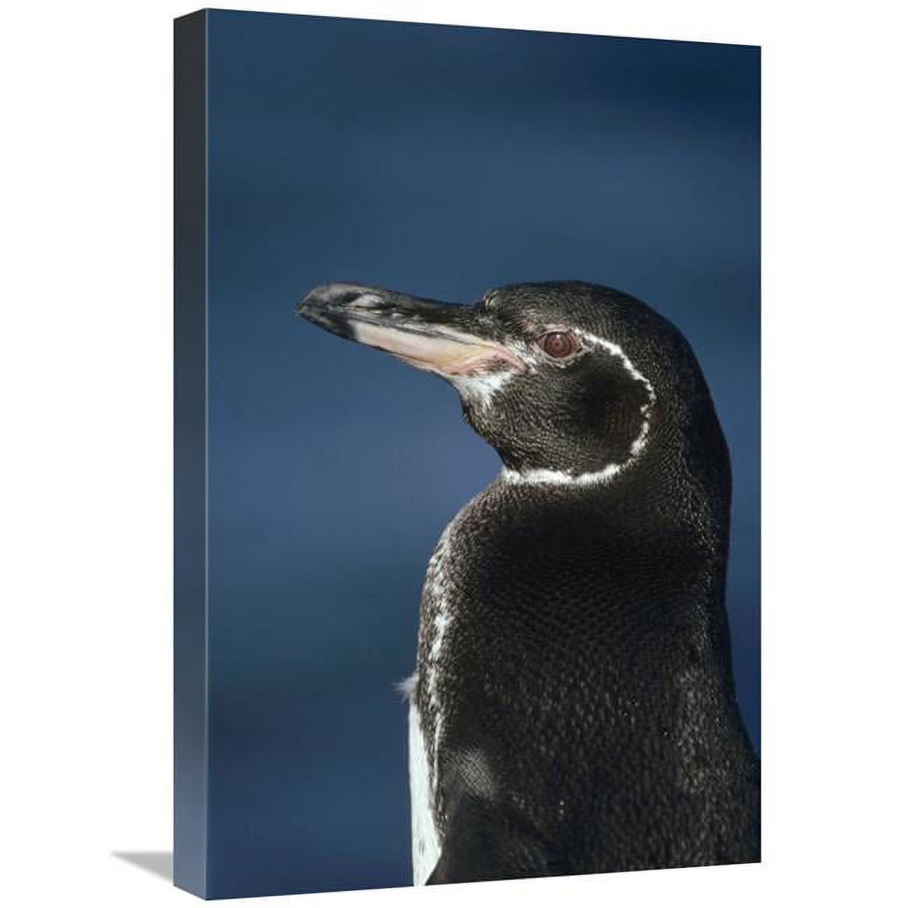 Galapagos Penguin Art Print N6401