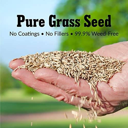 20 lb Turf Type Tall Fescue Grass Seed O774631