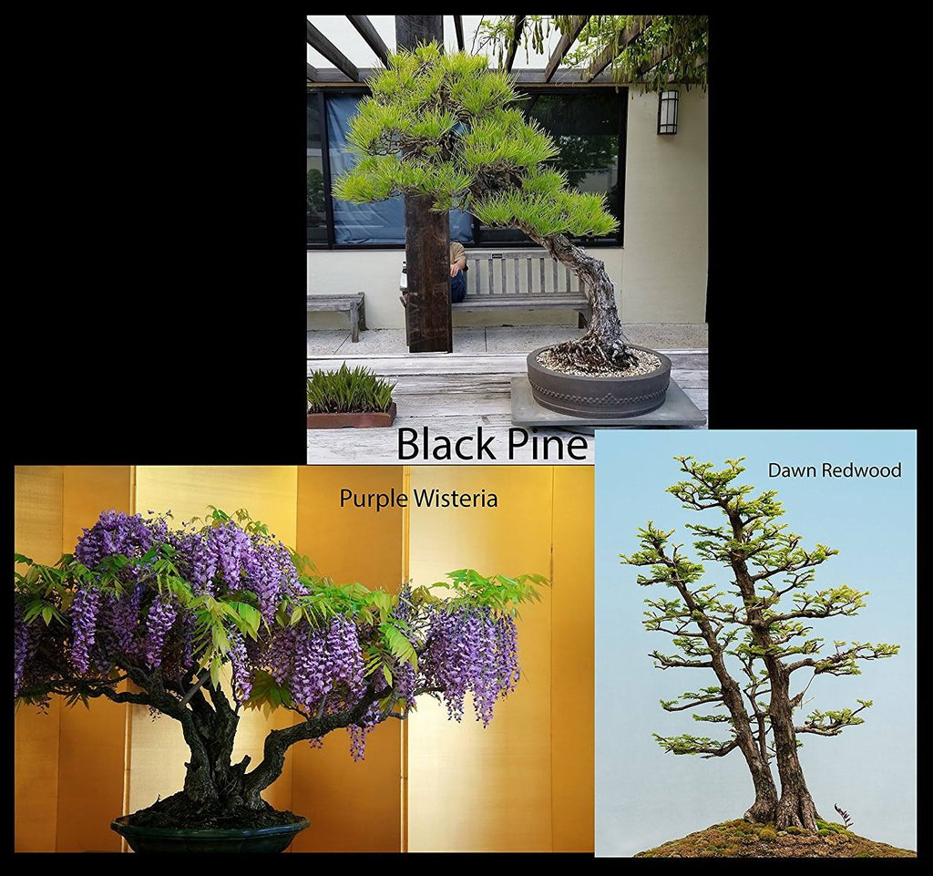 Bonsai Tree Starter Seed Kit, Black Pine, Wisteria & Dawn Redwood H76089