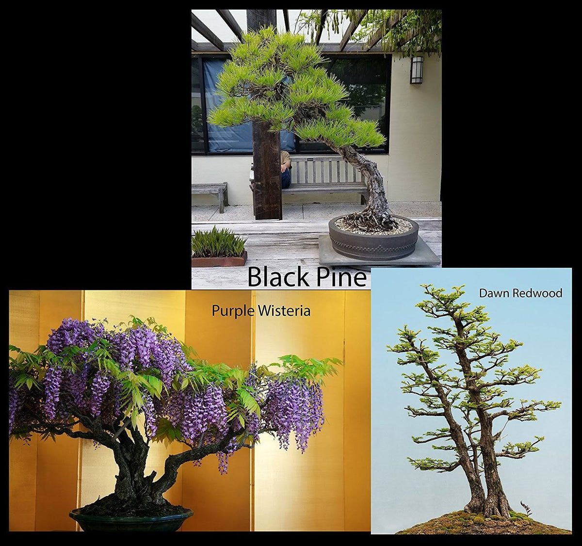 Bonsai Tree Starter Seed Kit, Black Pine, Wisteria & Dawn Redwood H76089