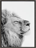 Black and White Lion Print Framed Canvas Wall Art G167