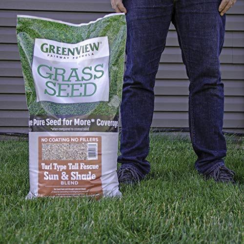 20 lb Turf Type Tall Fescue Grass Seed O774631