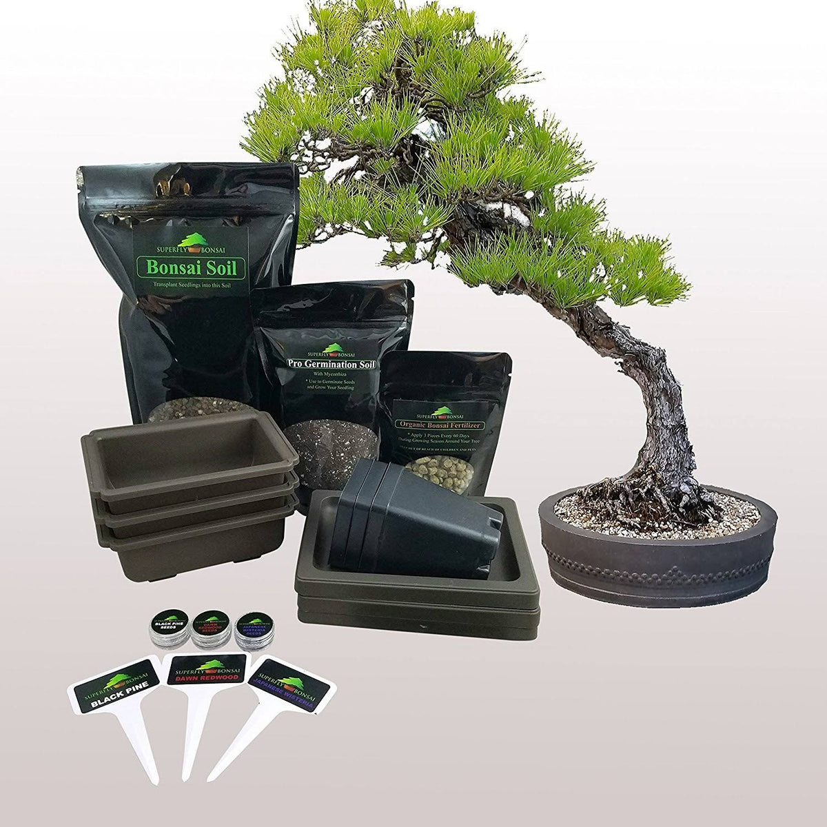 Bonsai Tree Starter Seed Kit, Black Pine, Wisteria & Dawn Redwood H76089