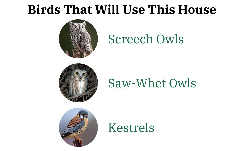 Poly Screech Owl House U29982