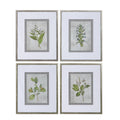 Stem Study Framed Prints Set/4 R38731